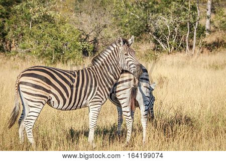 Zebra Starring At The Camera.