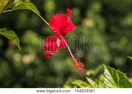 A red hibiscus flower.Hibiscus is Malaysia's national flower where it's locally known as the Bunga Raya