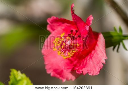 A red hibiscus flower.Hibiscus is Malaysia's national flower where it's locally known as the Bunga Raya