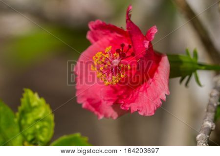 A red hibiscus flower.Hibiscus is Malaysia's national flower where it's locally known as the Bunga Raya