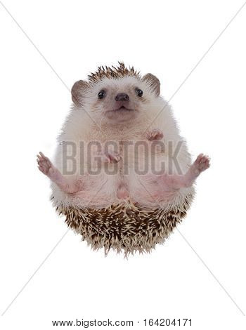 Small hedgehog upturned it self on white background.