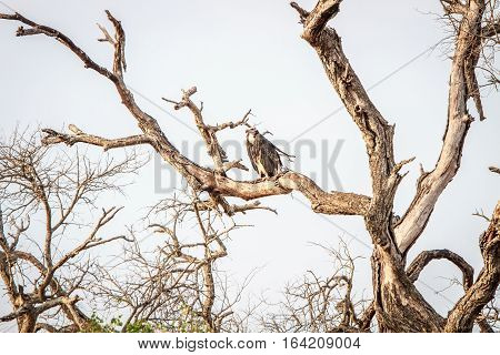 White-headed Vulture On A Branch.