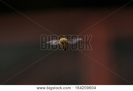 honey bee fly around  gray background, sunny day