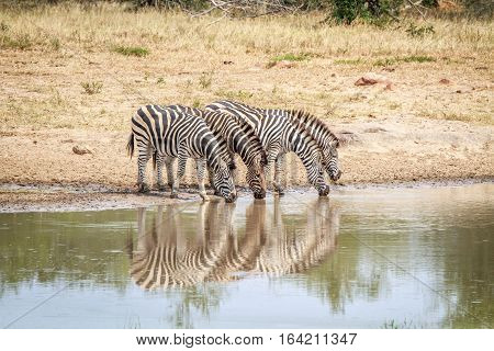 Four Zebras Drinking.