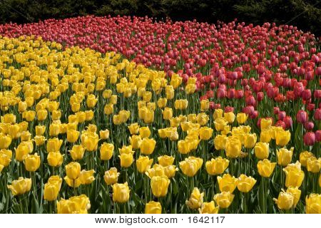 roten und gelben Tulpen-Feld