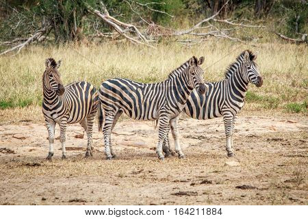 Three Starring Zebras.