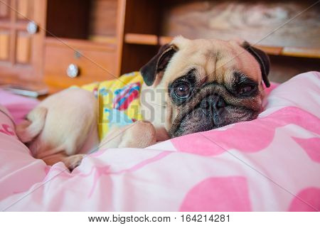Close up face of Cute pug puppy dog sleeping rest on the bed and looking to camera for wonder somethings