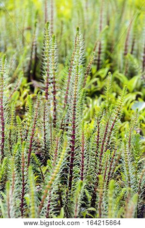 Hostnik ordinary or Water pine ( lat. Hippuris vulgaris ). The plant in the natural environment growing. Siberia Russia