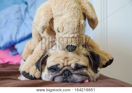 Close up face of cute dog puppy pug want to sleep rest tongue out and bored to play with toy dog doll.