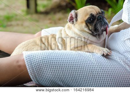 Lovely pug dog puppy tongue sticking out and sleep rest on human leg lap with beach robe