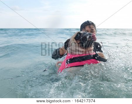 Close-up face cute dog puppy pug fear and afraid water swim on beach Koh Kood Thailand. (Kood Island Trat province)