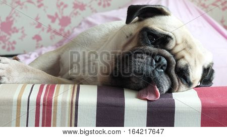 Close up face of Cute pug puppy dog sleeping rest on bed tongue out