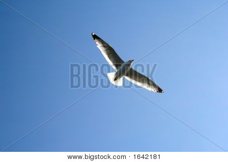 Uccelli nel cielo