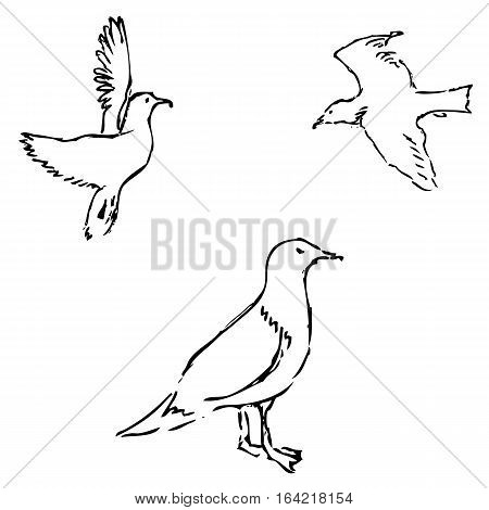 Seagulls sketch. Pencil drawing by hand. Vector Image.