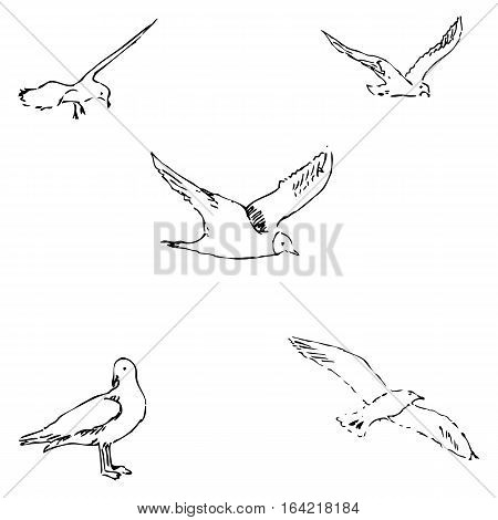 Seagulls sketch. Pencil drawing by hand. Vector Image.