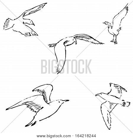 Seagulls sketch. Pencil drawing by hand. Vector Image.