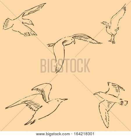 Seagulls sketch. Pencil drawing by hand. Figure in vintage style. Vector Image.