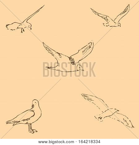 Seagulls sketch. Pencil drawing by hand. Figure in vintage style. Vector Image.