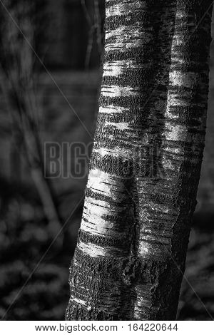 Black and white study of silver birch tree betual pendula