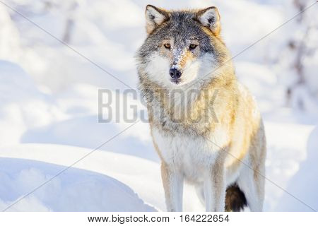 Wolf in the woods a cold winter day. Snow on the ground and on the trees.