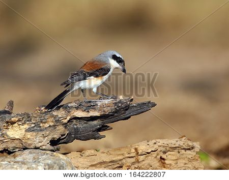 Bay-backed Shrike Bird (Lanius vittatus) perching on a branch