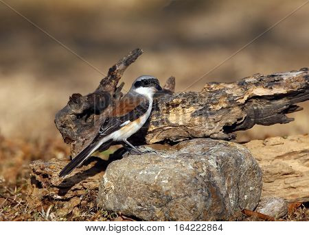 Bay-backed Shrike Bird (Lanius vittatus) perching on a branch