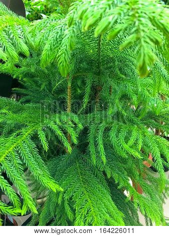 close up view of green fir branches
