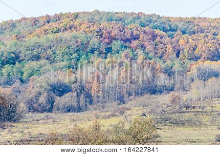 Colored Trees In Autumn Time, Horezu Region, Yellow Orange Leaves, Countryside Blue Sky