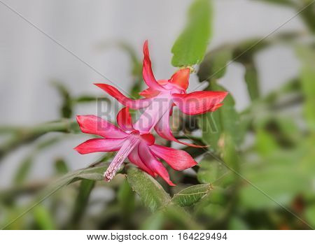 Red Schlumbergera Truncata Flower, Christmas And Thanksgiving Cactus, Craciunel