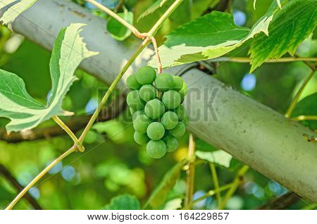 Green Grapes (white) Fruit Hang, Vitis Vinifera (grape Vine) Green Leaves In The Sun, Close Up.