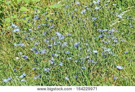 Field Of Cichorium Intybus Blue Flower, In Romania Known As 