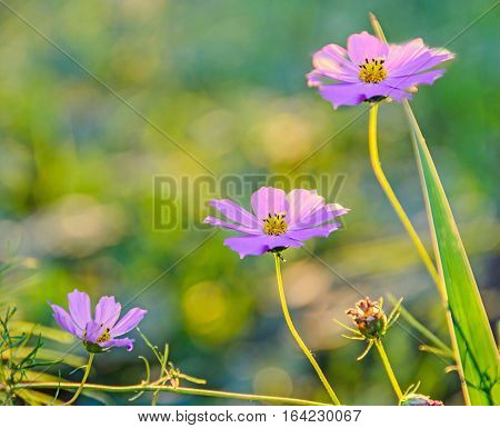 Cosmos Bipinnatus Pink Flower, Commonly Called The Garden Cosmos Or Mexican Aster, Close Up.