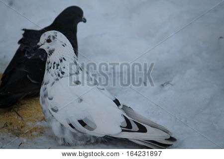 beautiful  pure white adult dove with her partner walk and  feeding in winter snow cold day