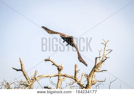 Flying Yellow-billed Kite.