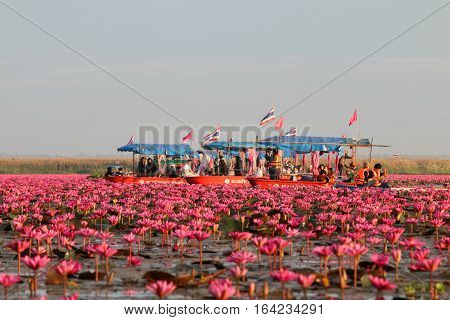 UDON THANI,Thailand - January 7, 2017 : Tourist on the boat in the pond at Kumpawapee, Red lotus in the morning.