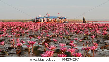 UDON THANI,Thailand - January 7, 2017 : Tourist on the boat in the pond at Kumpawapee, Red lotus in the morning.