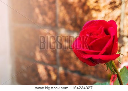 Red rose in the garden for background greeting cards happiness festival New years wishes Valentine days.