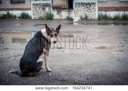 look of the homeless dog sitting on the street under a pouring rain. There is no house, lonely