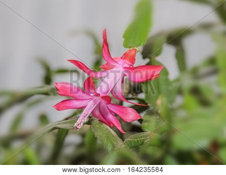 Pink Schlumbergera Truncata Flower, Christmas And Thanksgiving Cactus, Craciunel