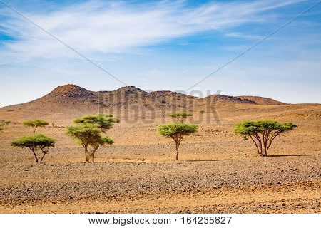 Typical Landscape Of Southern Morocco.