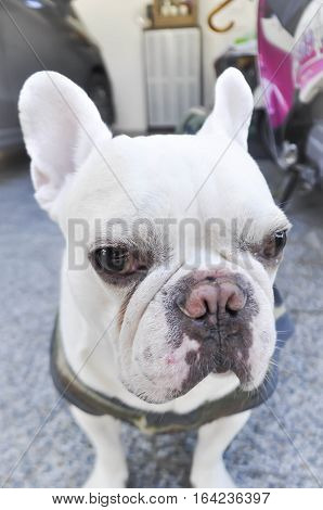 white French bulldog's looking to the camera