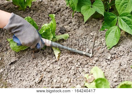 Close up woman hands hoeing the vegetable garden
