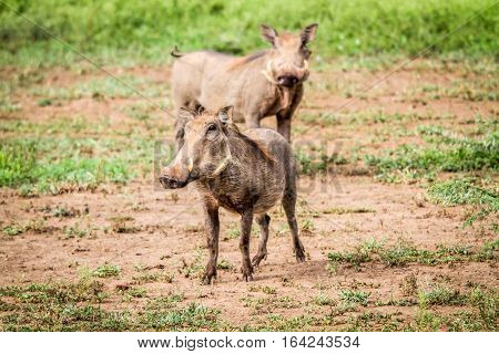 Warthog Starring At The Camera.