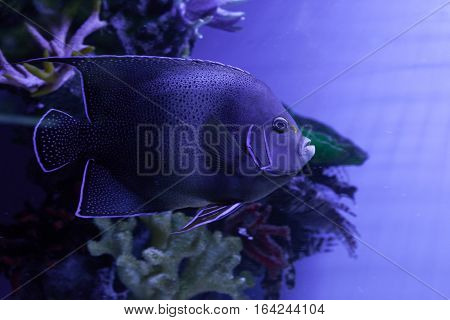 Semicircle angelfish swimming among algae. Pomacanthus semicirculatus