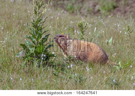 Graceful Steppe Marmot