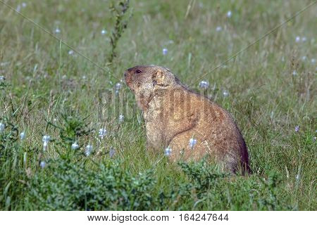 Graceful Steppe Marmot