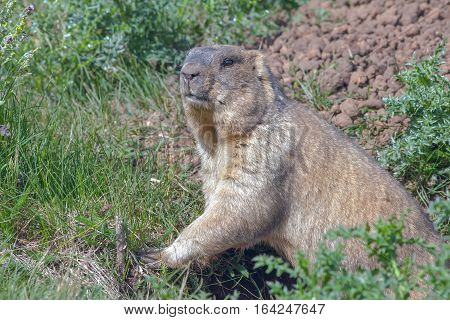 Graceful Steppe Marmot