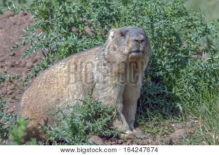Graceful Steppe Marmot