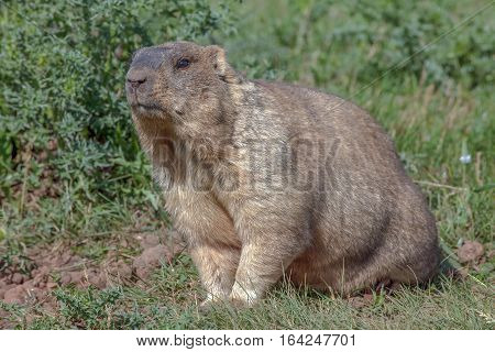 Graceful Steppe Marmot