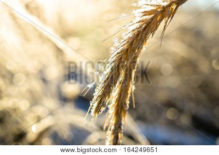 frozen wheat grown with ice crystals in wintersun